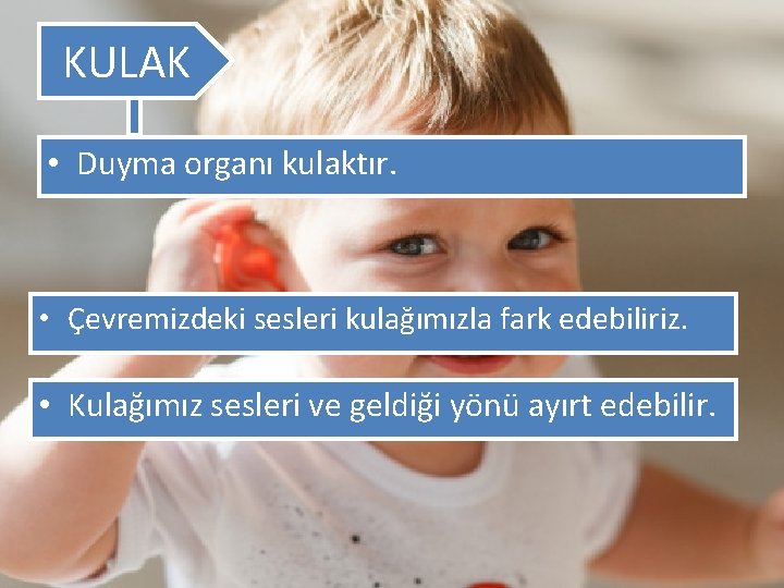 KULAK • Duyma organı kulaktır. • Çevremizdeki sesleri kulağımızla fark edebiliriz. • Kulağımız sesleri