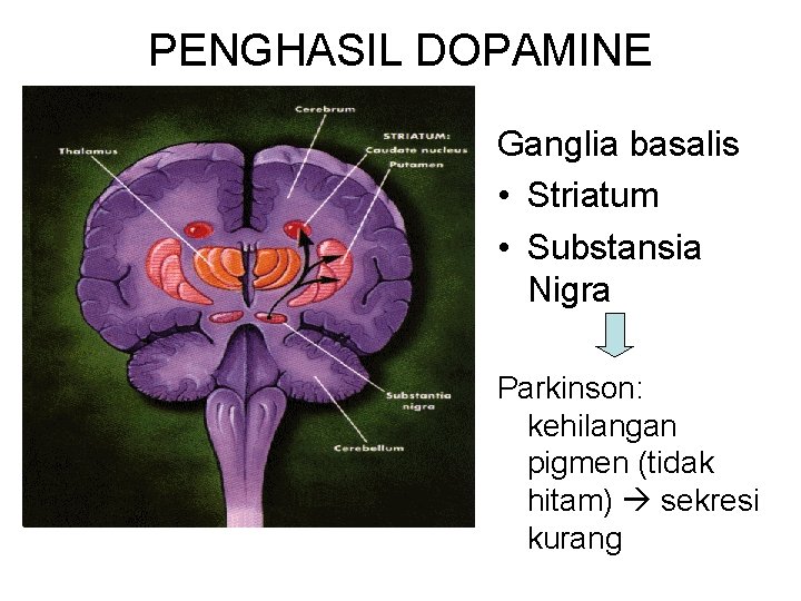 PENGHASIL DOPAMINE Ganglia basalis • Striatum • Substansia Nigra Parkinson: kehilangan pigmen (tidak hitam)