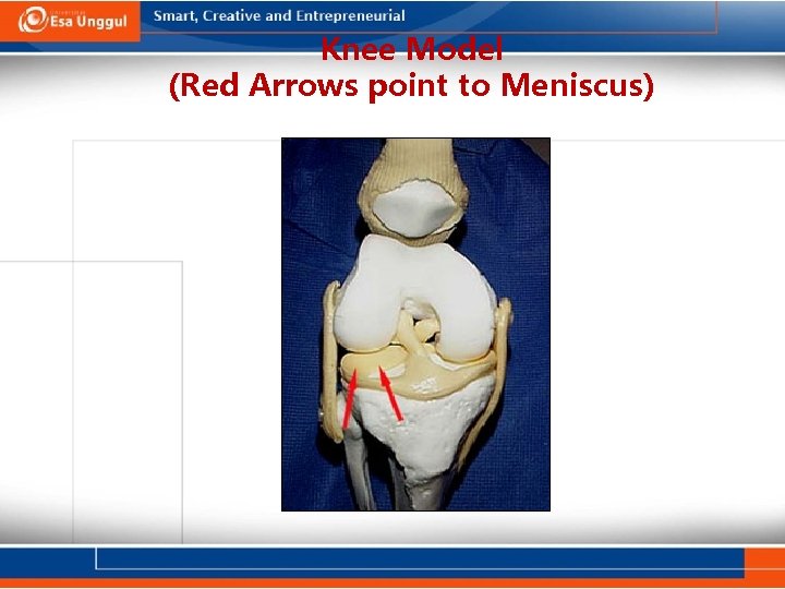 Knee Model (Red Arrows point to Meniscus) 