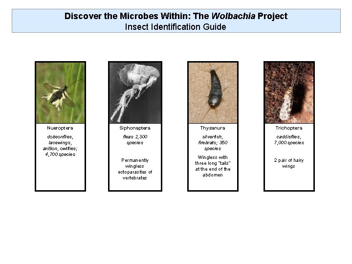 Discover the Microbes Within: The Wolbachia Project Insect Identification Guide Nueroptera Siphonaptera Thysanura Trichoptera
