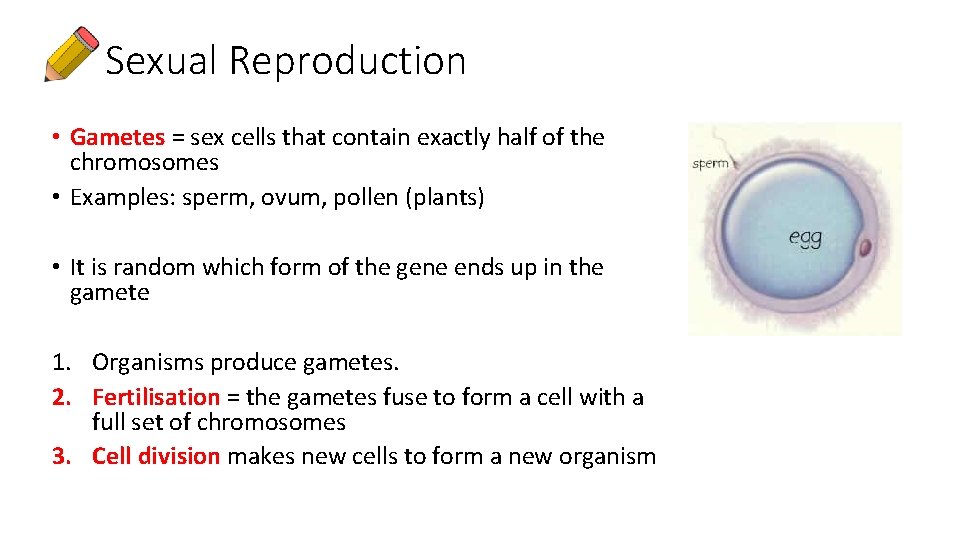 Sexual Reproduction • Gametes = sex cells that contain exactly half of the chromosomes
