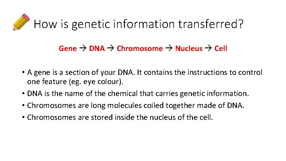 How is genetic information transferred? Gene DNA Chromosome Nucleus Cell • A gene is