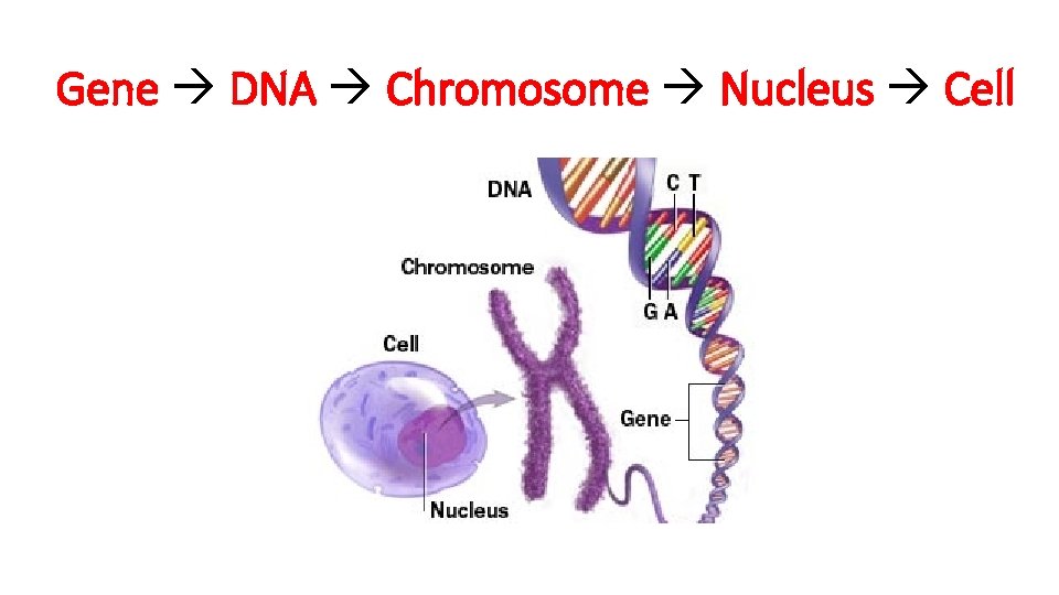Gene DNA Chromosome Nucleus Cell 