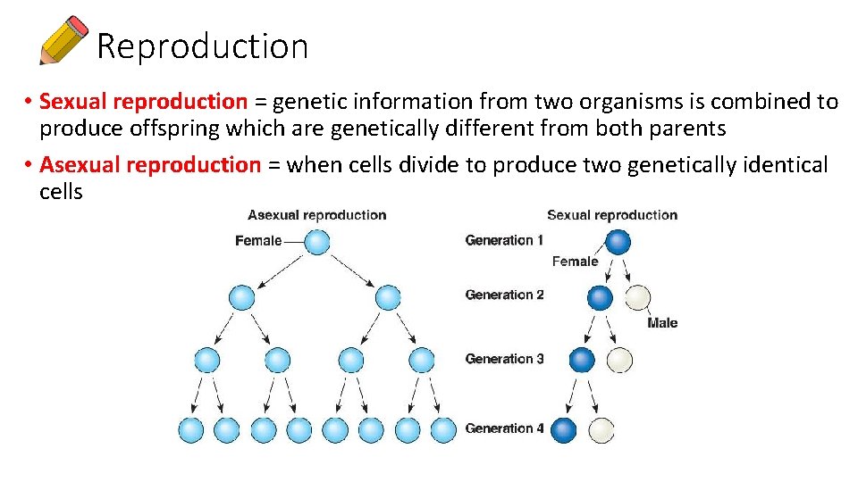 Reproduction • Sexual reproduction = genetic information from two organisms is combined to produce
