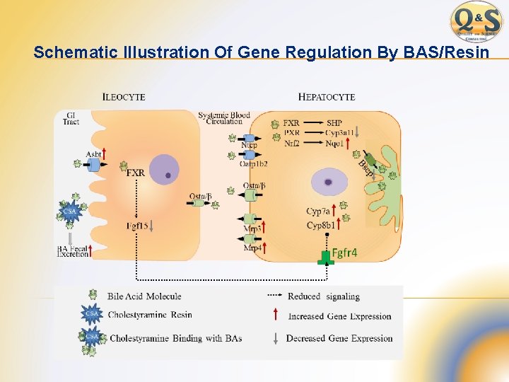 Schematic Illustration Of Gene Regulation By BAS/Resin 