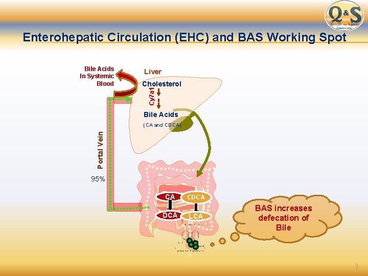 Enterohepatic Circulation (EHC) and BAS Working Spot Liver Cholesterol Cy 7 a 1 Bile