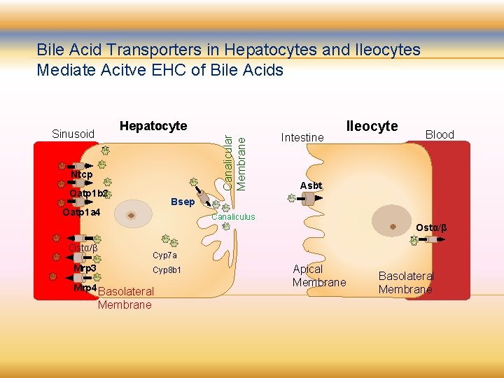 Bile Acid Transporters in Hepatocytes and Ileocytes Mediate Acitve EHC of Bile Acids Canalicular