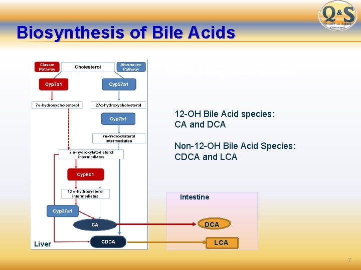 Biosynthesis of Bile Acids Major BA biosynthesis pathways 12 -OH Bile Acid species: CA