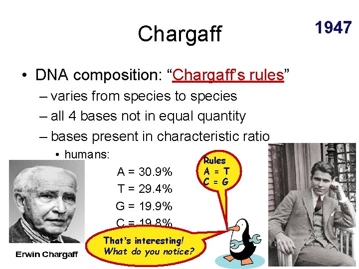 Chargaff • DNA composition: “Chargaff’s rules” – varies from species to species – all
