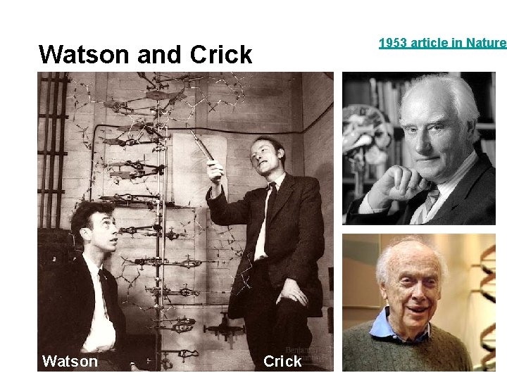 1953 article in Nature Watson and Crick Watson Crick 