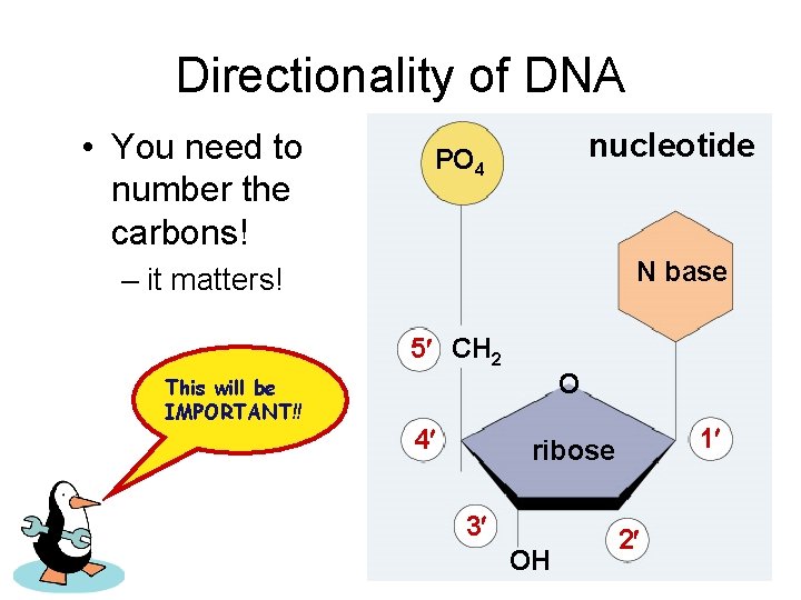Directionality of DNA • You need to number the carbons! nucleotide PO 4 N