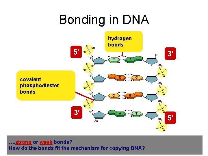 Bonding in DNA hydrogen bonds 5 3 covalent phosphodiester bonds 3 …. strong or