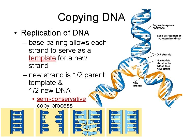 Copying DNA • Replication of DNA – base pairing allows each strand to serve
