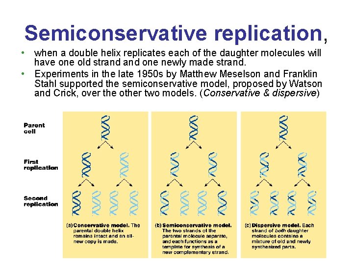 Semiconservative replication, • when a double helix replicates each of the daughter molecules will