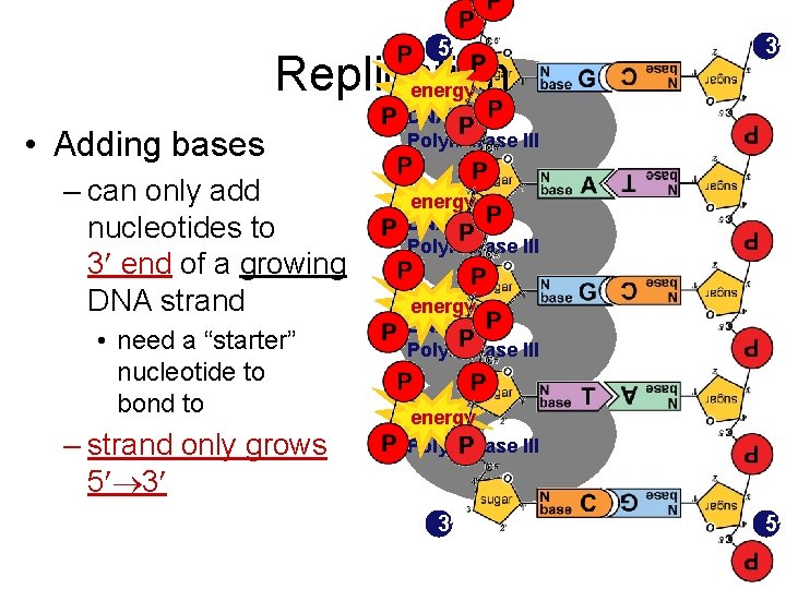 5 Replication energy • Adding bases – can only add nucleotides to 3 end