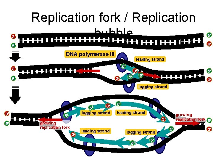 3 Replication fork / Replication bubble 5 3 5 DNA polymerase III leading strand