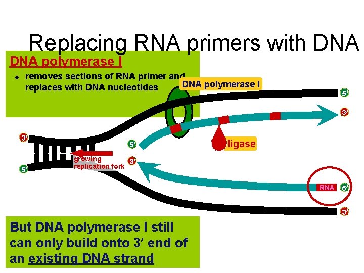 Replacing RNA primers with DNA polymerase I u removes sections of RNA primer and
