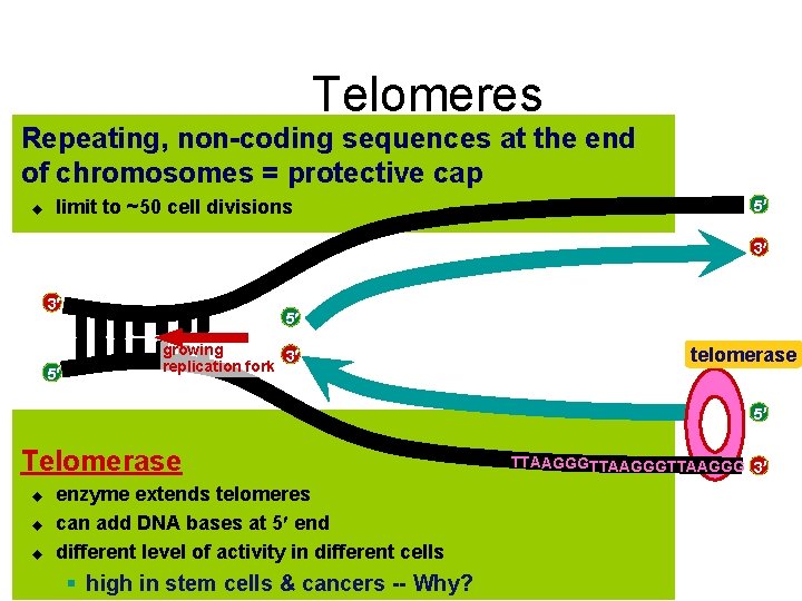 Telomeres Repeating, non-coding sequences at the end of chromosomes = protective cap u limit