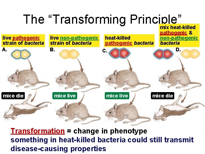 The “Transforming Principle” mix heat-killed live pathogenic strain of bacteria A. mice die live