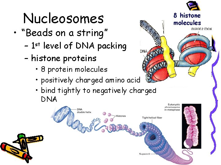 Nucleosomes • “Beads on a string” – 1 st level of DNA packing –