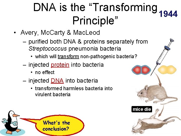 DNA is the “Transforming 1944 Principle” • Avery, Mc. Carty & Mac. Leod –