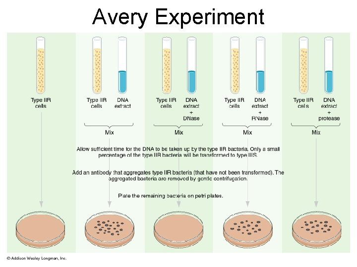Avery Experiment 