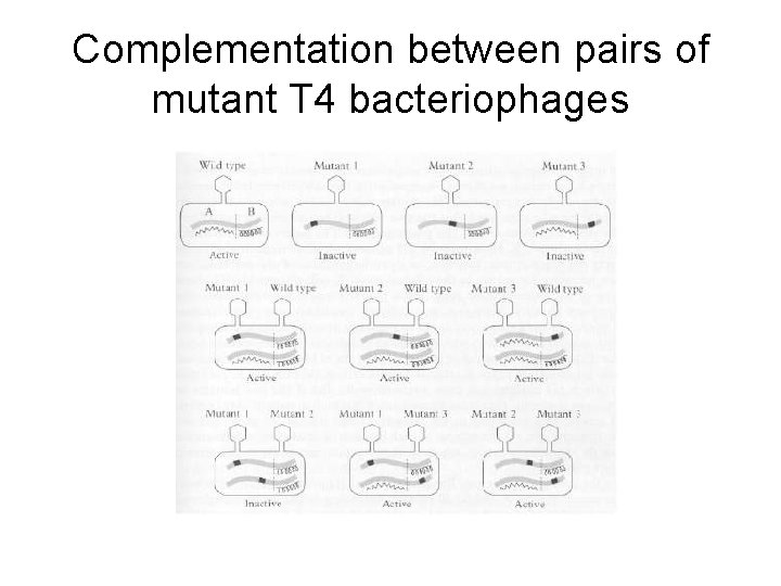 Complementation between pairs of mutant T 4 bacteriophages 