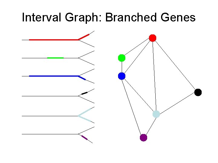 Interval Graph: Branched Genes 