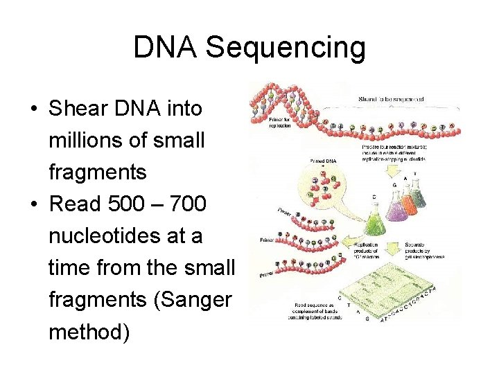 DNA Sequencing • Shear DNA into millions of small fragments • Read 500 –