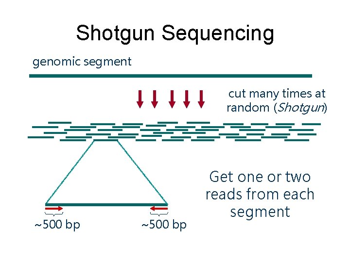 Shotgun Sequencing genomic segment cut many times at random (Shotgun) ~500 bp Get one