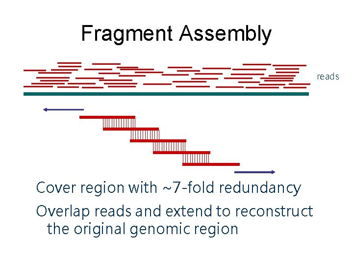 Fragment Assembly reads Cover region with ~7 -fold redundancy Overlap reads and extend to