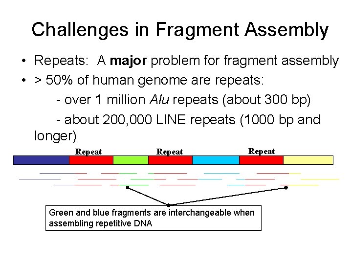 Challenges in Fragment Assembly • Repeats: A major problem for fragment assembly • >