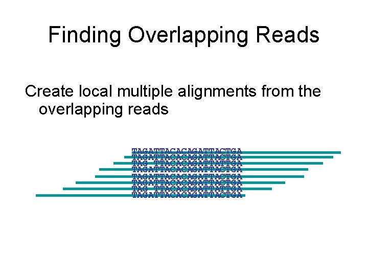 Finding Overlapping Reads Create local multiple alignments from the overlapping reads TAGATTACACAGATTACTGA TAG TTACACAGATTATTGA