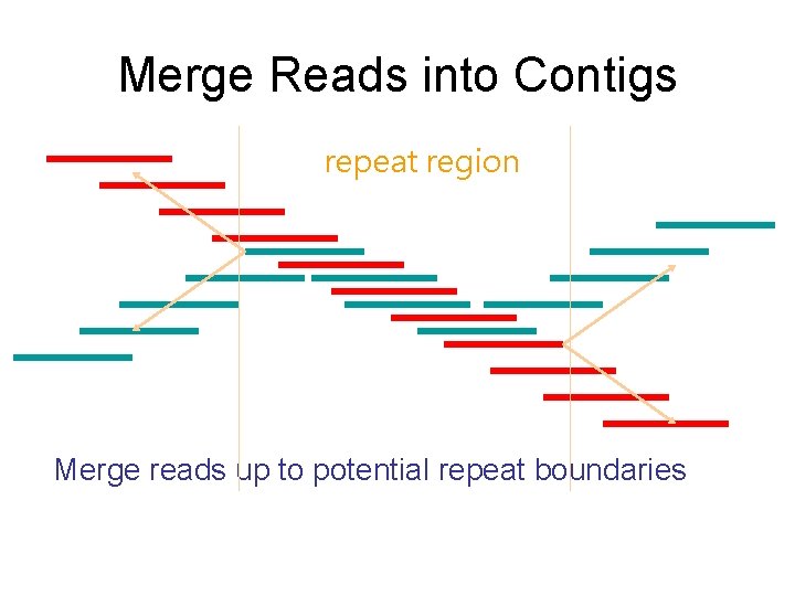 Merge Reads into Contigs repeat region Merge reads up to potential repeat boundaries 