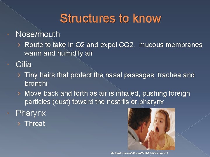 Structures to know Nose/mouth › Route to take in O 2 and expel CO