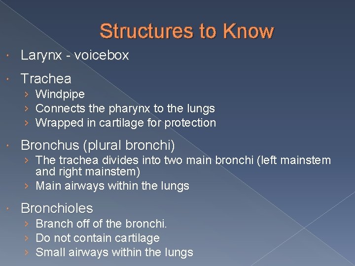 Structures to Know Larynx - voicebox Trachea › Windpipe › Connects the pharynx to