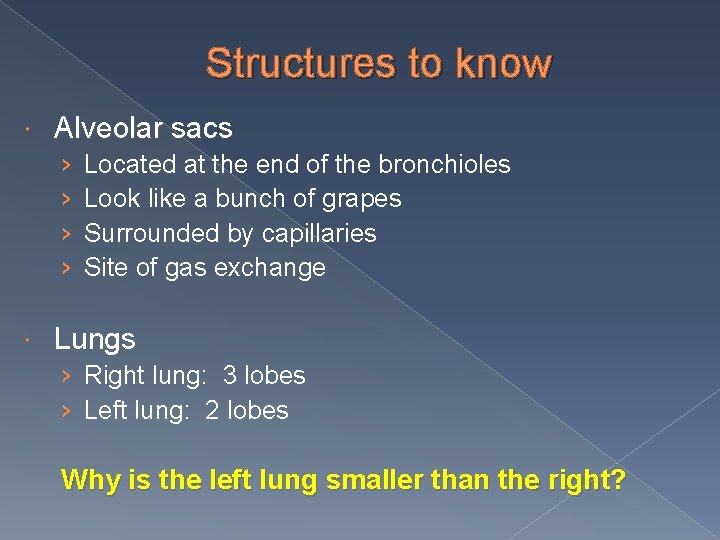 Structures to know Alveolar sacs › › Located at the end of the bronchioles