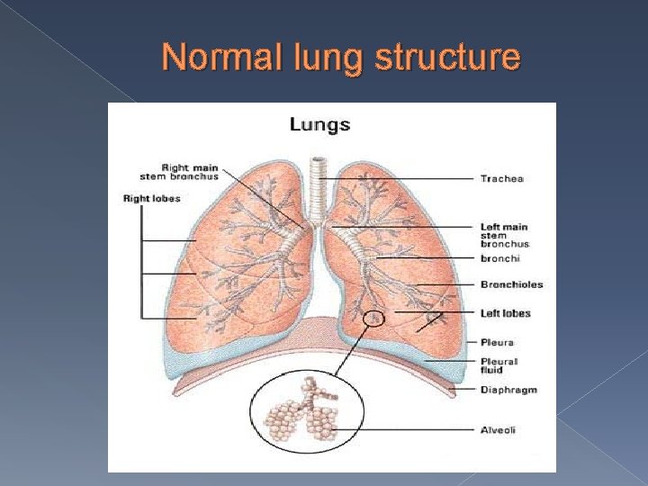 Normal lung structure 