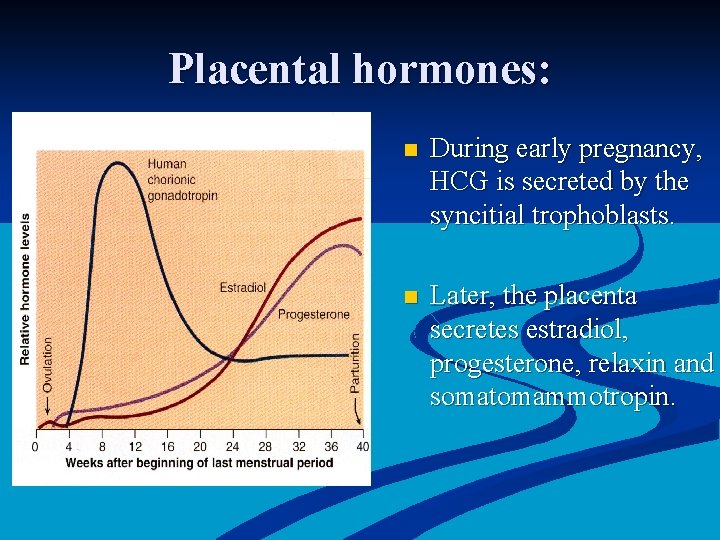 Placental hormones: n During early pregnancy, HCG is secreted by the syncitial trophoblasts. n
