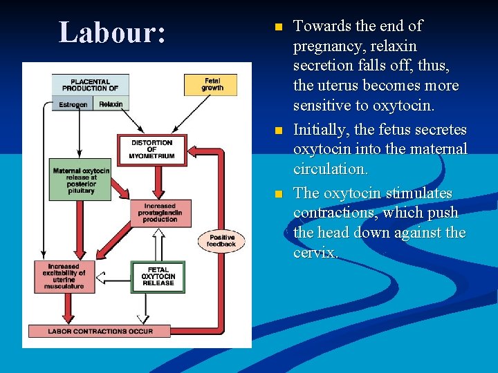 Labour: n n n Towards the end of pregnancy, relaxin secretion falls off, thus,