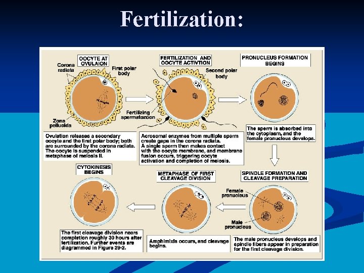 Fertilization: 