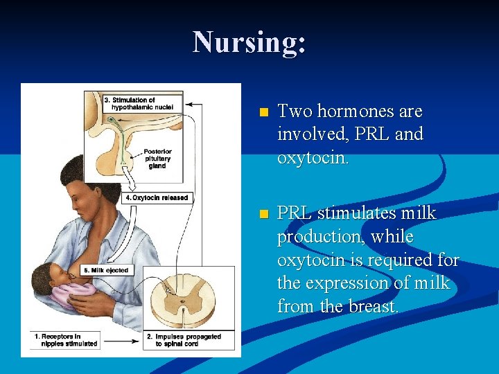 Nursing: n Two hormones are involved, PRL and oxytocin. n PRL stimulates milk production,
