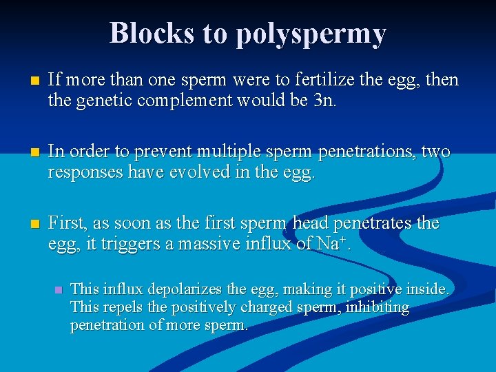 Blocks to polyspermy n If more than one sperm were to fertilize the egg,