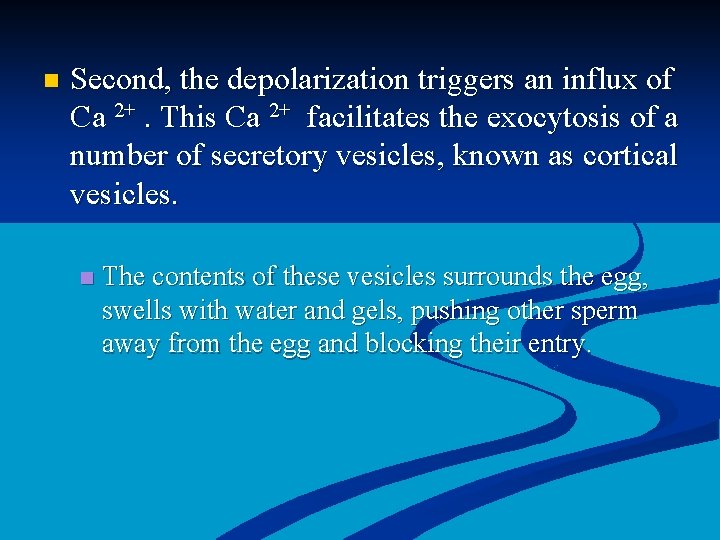 n Second, the depolarization triggers an influx of Ca 2+. This Ca 2+ facilitates