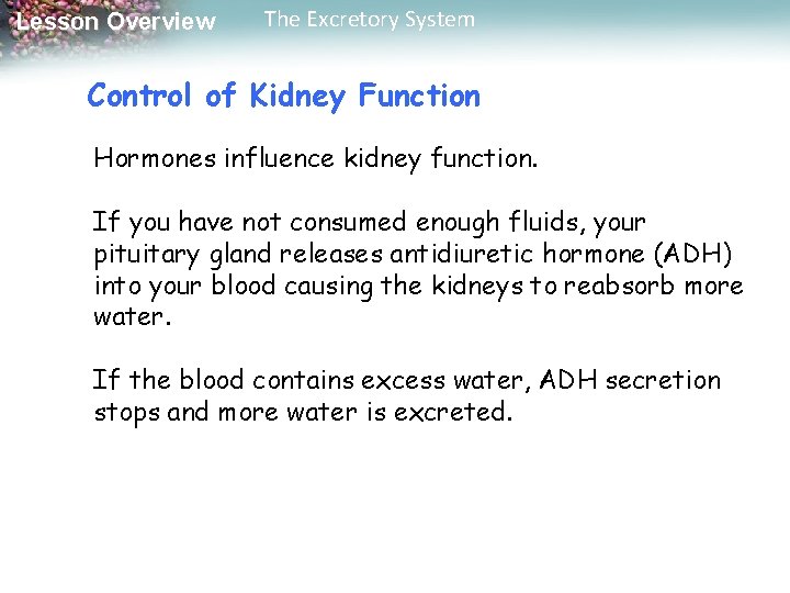 Lesson Overview The Excretory System Control of Kidney Function Hormones influence kidney function. If