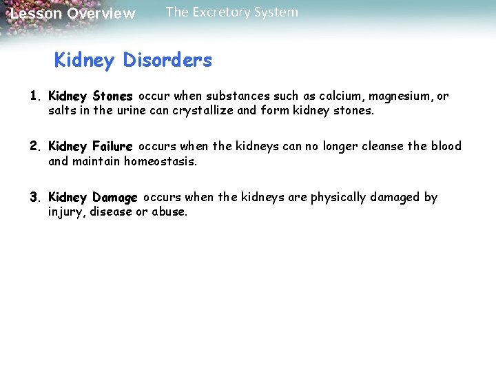 Lesson Overview The Excretory System Kidney Disorders 1. Kidney Stones occur when substances such