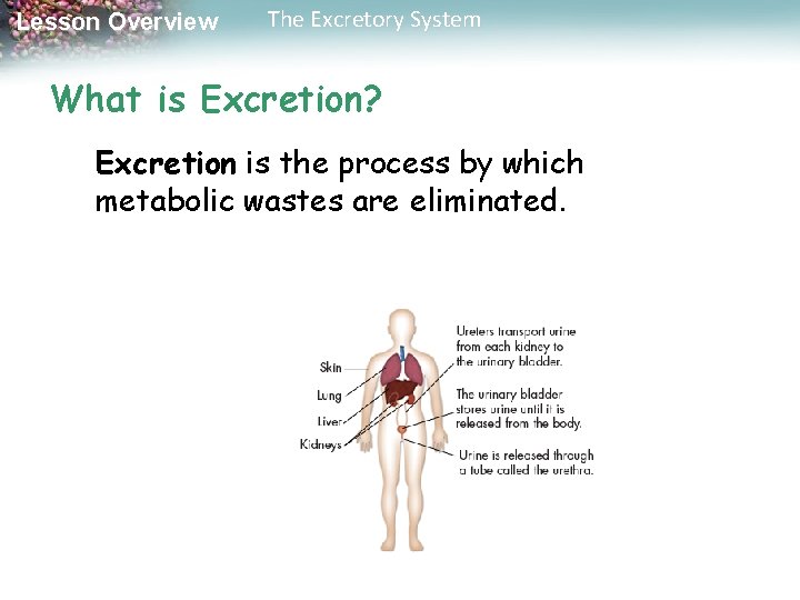 Lesson Overview The Excretory System What is Excretion? Excretion is the process by which