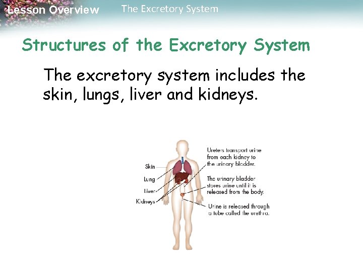 Lesson Overview The Excretory System Structures of the Excretory System The excretory system includes
