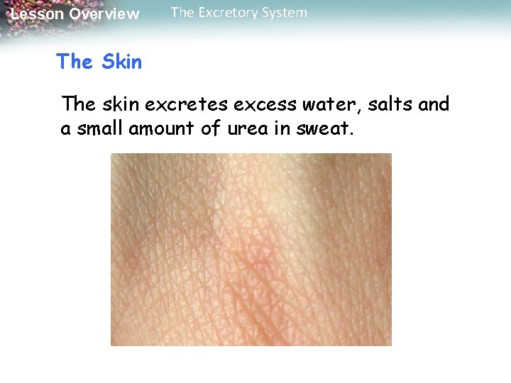 Lesson Overview The Excretory System The Skin The skin excretes excess water, salts and