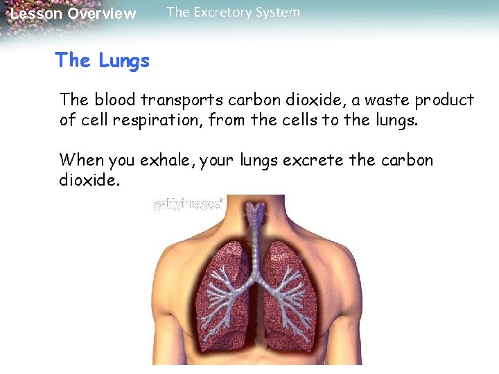 Lesson Overview The Excretory System The Lungs The blood transports carbon dioxide, a waste